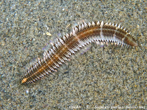 Neonworm, photo 4 of 10