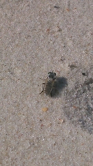Laphystia
