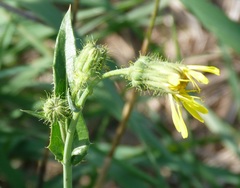Sonchus arvensis
