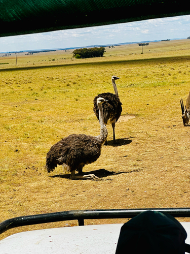Common Ostrich