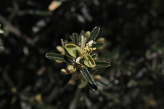 Atamisquea emarginata