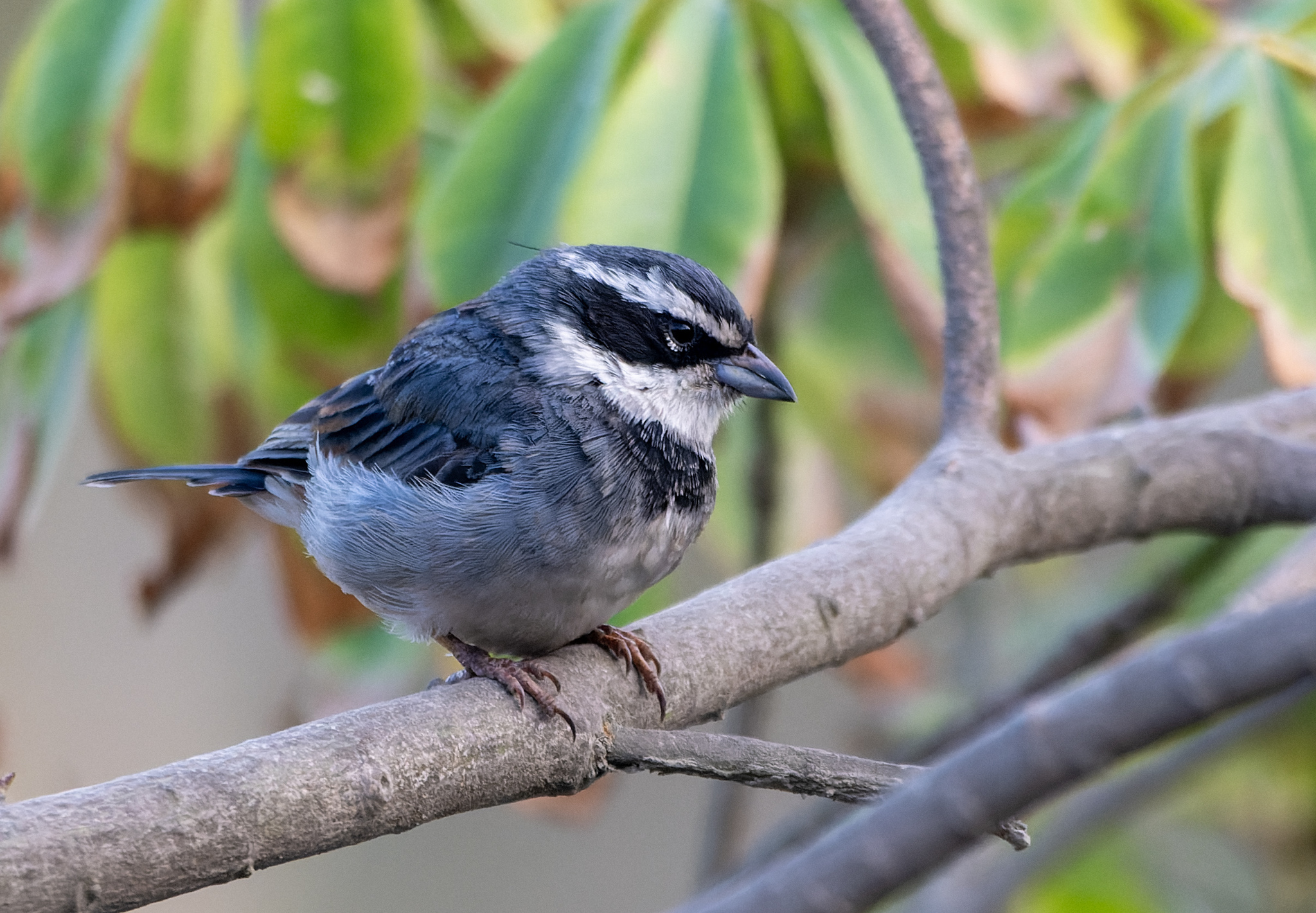 Collared Warbling Finch (Poospiza hispaniolensis), photo 5