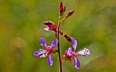 Clarkia unguiculata