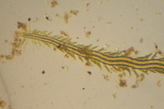 Eulalia gracilior