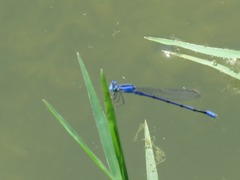 Enallagma semicirculare