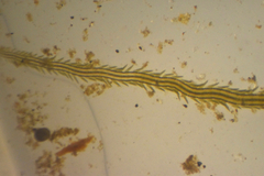 Eulalia gracilior