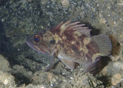 Sebastes auriculatus