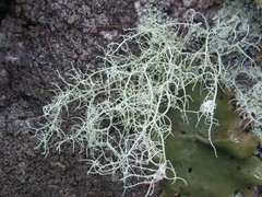 Usnea subgracilis