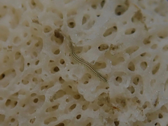 Eulalia gracilior