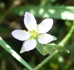 Spergularia