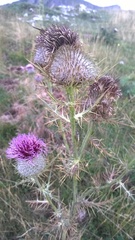 Cirsium lobelii