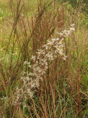 Andropogon leucostachyus