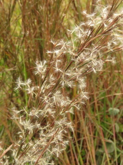 Andropogon leucostachyus