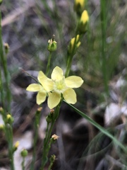 Linum neomexicanum