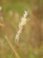 Bothriochloa saccharoides