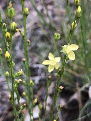 Linum neomexicanum