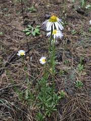 Townsendia formosa