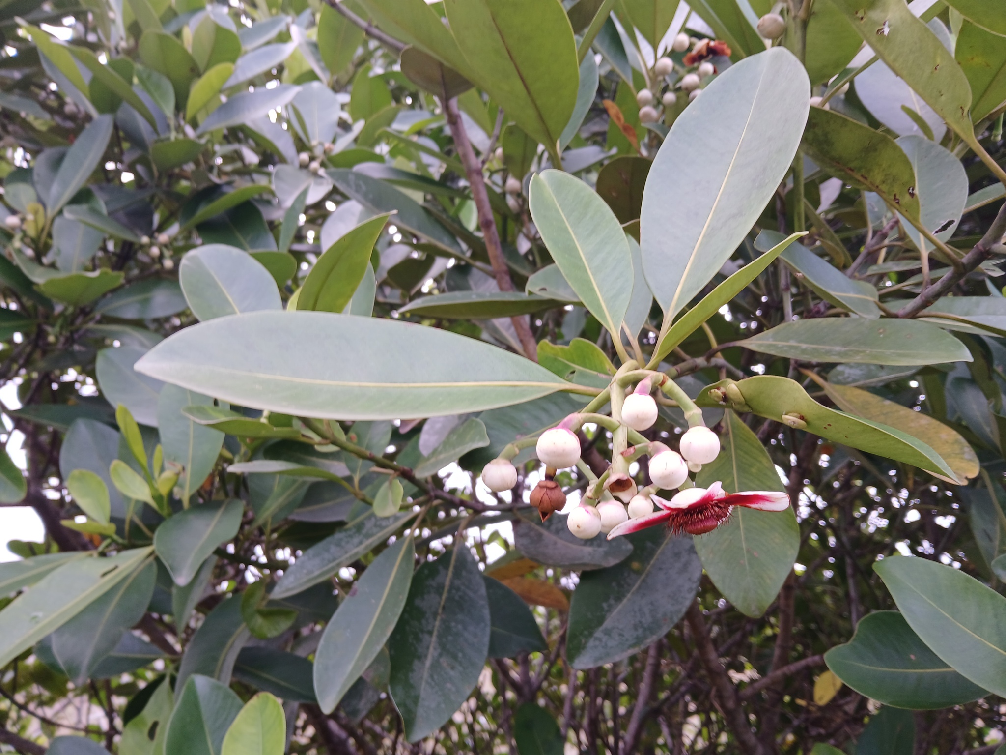 Abaneiro