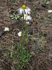 Townsendia formosa