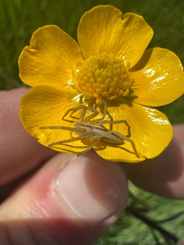 Oblong Running Spider photo 5