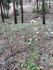 Townsendia formosa