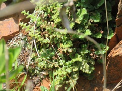 Asplenium subglandulosum