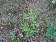 Peucedanum oreoselinum