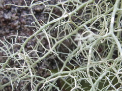 Usnea subgracilis