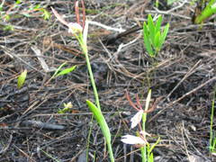 Cleistesiopsis