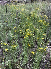 Gutierrezia wrightii