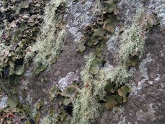 Usnea subgracilis