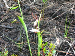 Cleistesiopsis