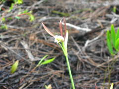 Cleistesiopsis