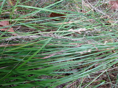 Carex leporina