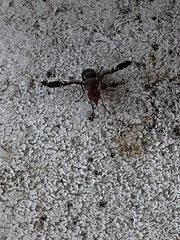 Delphinia picta
