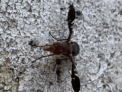 Delphinia picta