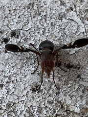 Delphinia picta