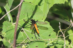 Archilestris magnificus