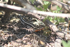 Liolaemus chacoensis