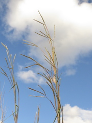 Andropogon aequatoriensis