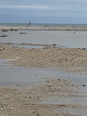 Thalasseus sandvicensis