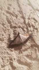 Cydalima perspectalis