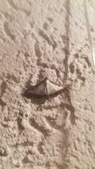 Cydalima perspectalis