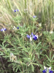 Lupinus kingii