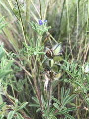 Lupinus kingii