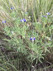 Lupinus kingii