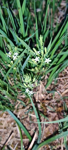 Image of Thesium rostratum by (c) Ondřej Křivan, some rights reserved (CC BY)