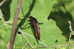 Archilestris magnificus