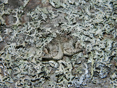 Cidariini