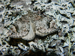 Cidariini
